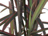 Dracaena, künstlich, grün-rot, 180 cm